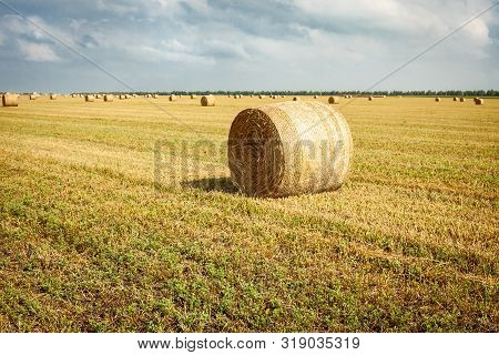 Rolls Of Hay Bales In A Field. One Large Roll In The Foreground.