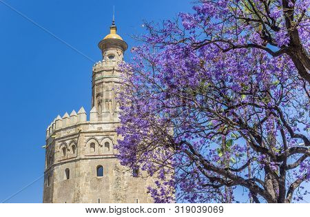 Purple Blossem In Front Of The Historic Golden Tower In Sevilla, Spain