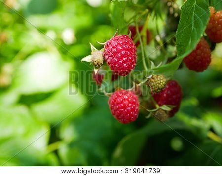Summer Raspberries On The Bush. In The Garden On The Branches Of The Raspberry Bush Is Maturing A La