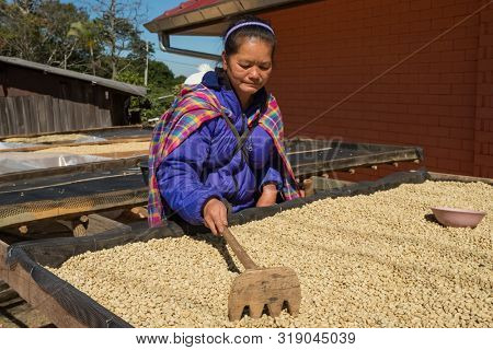 Chiang Mai, Thailand - December 27, 2018: Unidentified thai hilltribe woman working at local coffee farm, Northern Thailand Chiang Mai