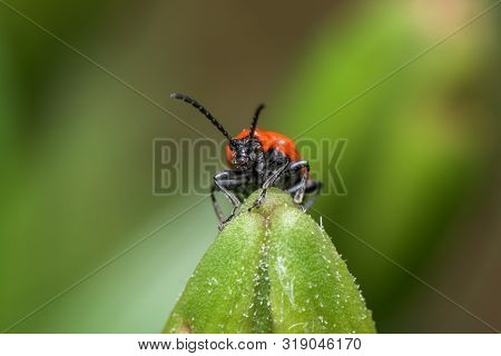 The Scarlet Lily Beetle, Red Lily Beetle, Or Lily Leaf Beetle - Lilioceris Merdigera - Close Up - Ma