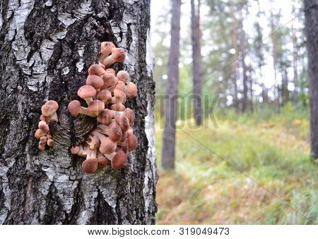 Edible Mushrooms Honey Agarics Armillaria In The Wild Grow On Old Trees. High Contrast, Soft Focus