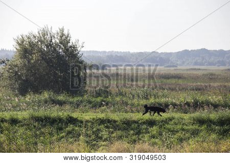 Black Dog Is Walking Over A Forest Road Alone, Colorful Nature Landscape Morning