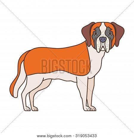 Cute San Bernardo Dog On White Background Vector Illustration Design