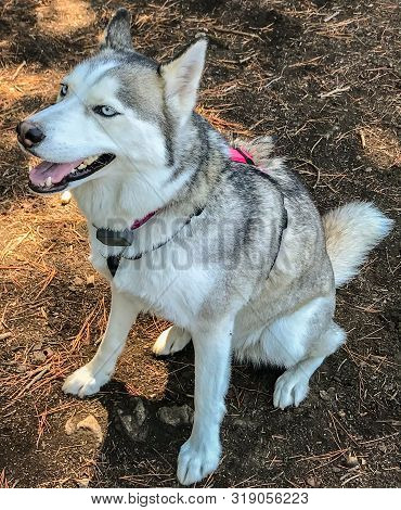 Young Female Siberian Husky With Blue Eyes. Off-leash Dog Park In Northern California.