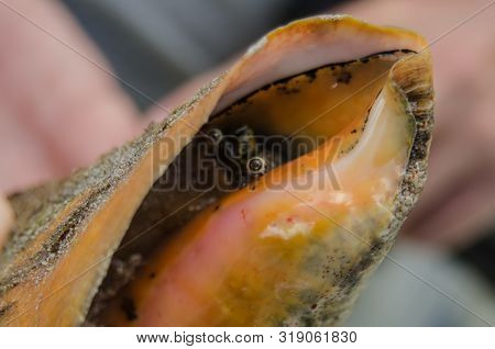 The Eyes Of A Conch Express Fear As It Peeks Out From Its Orange Shell