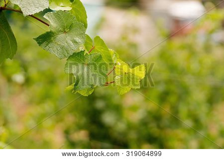 Vineyard And Vines In Early Summer.  Branch Of Vine Leaves In Vineyard. Text Space