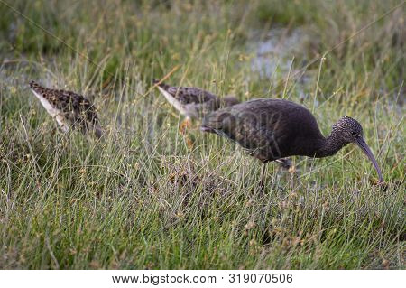 Hadada Ibis Feeding At Amboseli National Park ,kenya.
