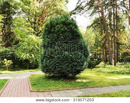 A Bush Of Thuja Of Arborvitae On The Green Lawn Near The House