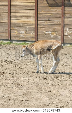 Young Calf Learn To Walk. A Cute Calf Stands In A Wooden Shed In The Village And Looks Into The Lens