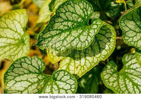 Siberian Bugloss Green Leaves Background In The Garden.