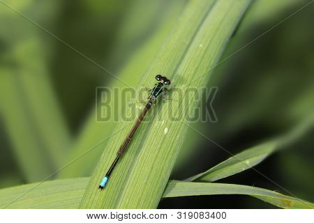 Close up shot of dragonfly on the leaf