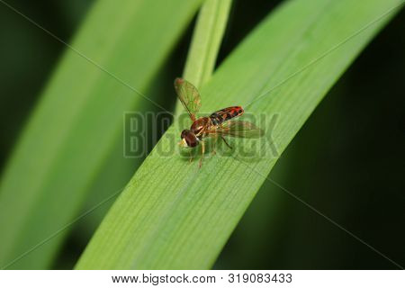 Extreme close up shot of a fly on the leaf