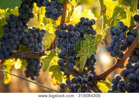 Close Up Of Red Merlot Grapes In Vineyard. Medoc, Gironde, Aquitaine. France