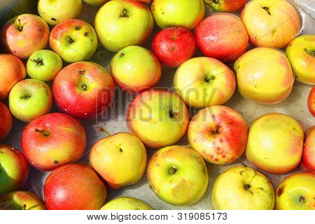 Ukrainian Bright And Colorful, Fresh Apples Plucked From A Tree And Lying With Water For Washing. Br