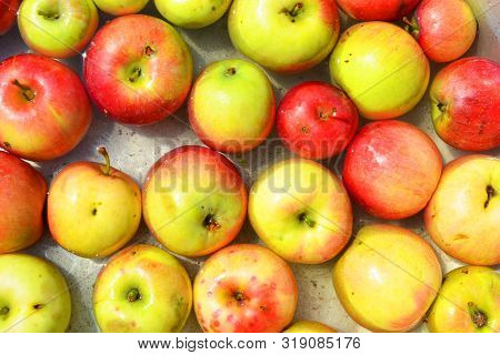 Ukrainian Bright And Colorful, Fresh Apples Plucked From A Tree And Lying With Water For Washing. Br