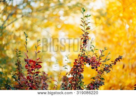 Bearberry Shrub With Autumn Leaves In Sunset Close-up. Fall Multicolor Leaves Of Green Red Colors. B