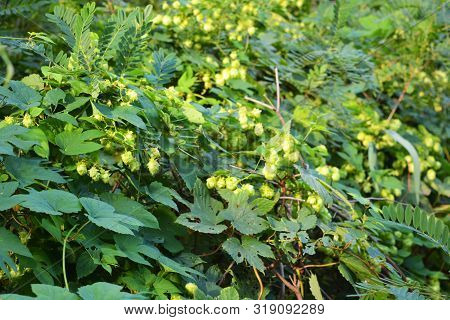 Beautiful And Vibrant Green Hop Leaves With Ripe Flowers And A Vine, Humulus Flowering Plants, Famil