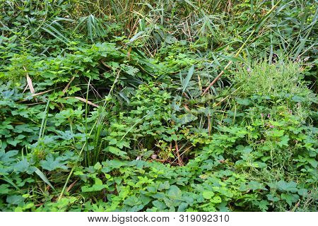 Beautiful And Vibrant Green Hop Leaves With Ripe Flowers And A Vine, Humulus Flowering Plants, Famil