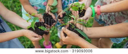 Children Plant Plants Together In Their Hands. Selective Focus.