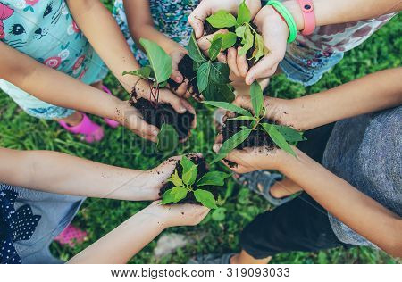 Children Plant Plants Together In Their Hands. Selective Focus.
