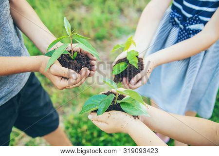 Children Plant Plants Together In Their Hands. Selective Focus.