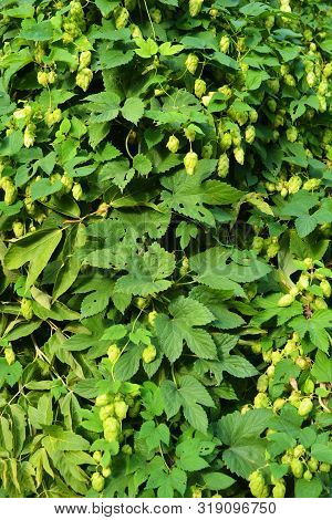 Beautiful And Vibrant Green Hop Leaves With Ripe Flowers And A Vine, Humulus Flowering Plants, Famil