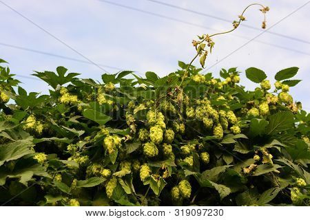 Beautiful And Vibrant Green Hop Leaves With Ripe Flowers And A Vine, Humulus Flowering Plants, Famil
