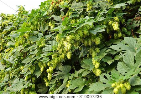 Beautiful And Vibrant Green Hop Leaves With Ripe Flowers And A Vine, Humulus Flowering Plants, Famil
