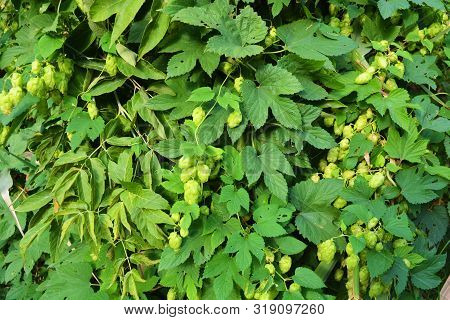 Beautiful And Vibrant Green Hop Leaves With Ripe Flowers And A Vine, Humulus Flowering Plants, Famil