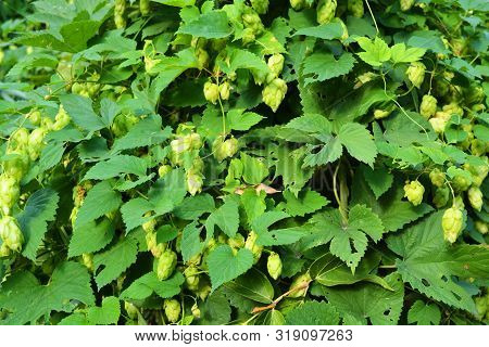 Beautiful And Vibrant Green Hop Leaves With Ripe Flowers And A Vine, Humulus Flowering Plants, Famil