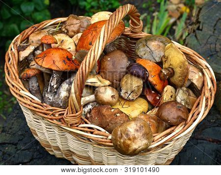 An Autumn Mashroom Season And Picking. Wicker Basket With Edible Mushrooms. Boletus, White And Polis
