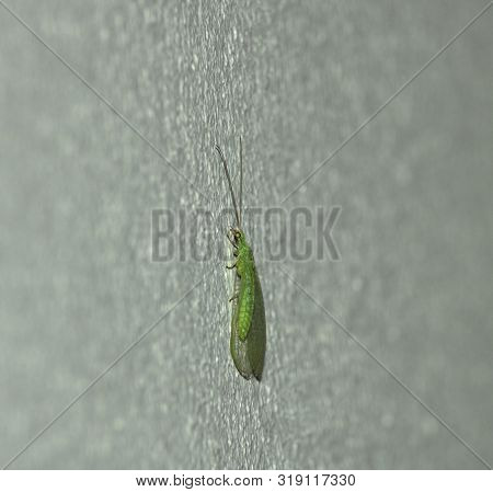 Green Insect, Elongated And With Two Multi-colored Eyes