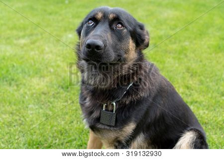 Portrait Of A Young German Shepherd With A Lock On His Neck. The Concept Of Not Reliable Dog Guard A
