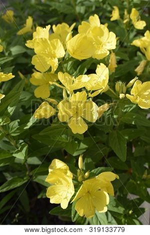 Enotera Shrubby (oenothera) - A Perennial Yellow Flower In The Garden, Close-up