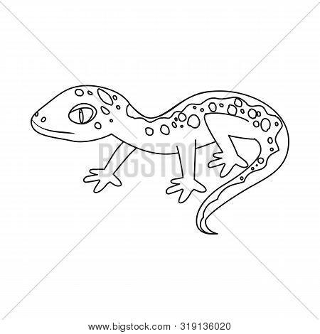 Isolated Object Of Lizard And Gray Logo. Set Of Lizard And Dragon Stock Vector Illustration.