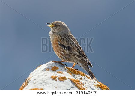 One Isolated Alpine Accentor (prunella Collaris) Standing On Rock