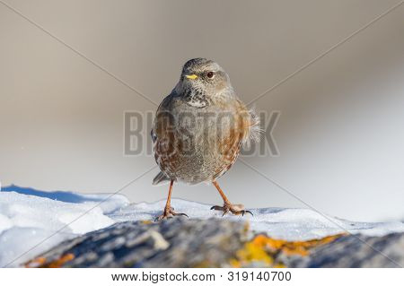 Front View Isolated Alpine Accentor (prunella Collaris) Standing On Snow