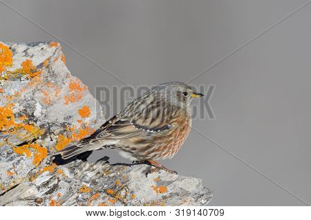 Side View Isolated Alpine Accentor (prunella Collaris) Standing On Rock