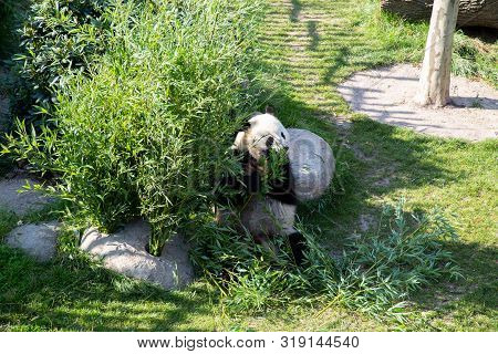 Copenhagen, Denmark - August 25, 2019: A Panda In The Outdoor Area In Copenhagen Zoo