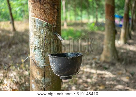 Rubber Tree (hevea Brasiliensis) Produces Latex. By Using Knife Cut At The Outer Surface Of The Trun