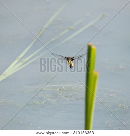 Beautiful Image Of Female Broad Bodied Chaser Dragonfly Libellula Depressa In Flight Near Reeds In W
