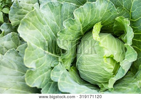 White Cabbage On A Summer Garden Harvest