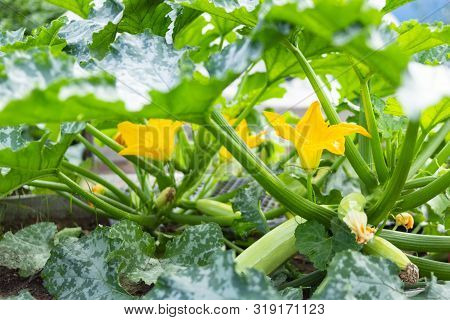Organic Zucchini, Vegetable Marrows On A Country Bed