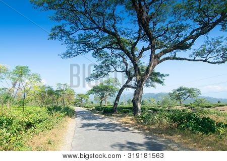Road Passing Through Jhalong Tea Estate With Trees And Blue Sky With No Cloud Above - Tea Estate Sto