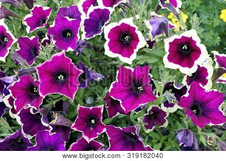Petunia Flowers With The Name Cascadias Rim Magenta In The Garden