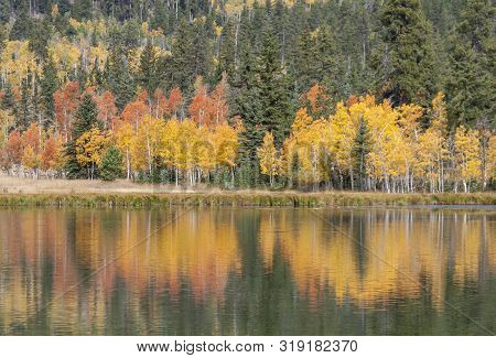 Duck Creek Pond In Utah With Autumn Aspen Trees With Reflection On The Water