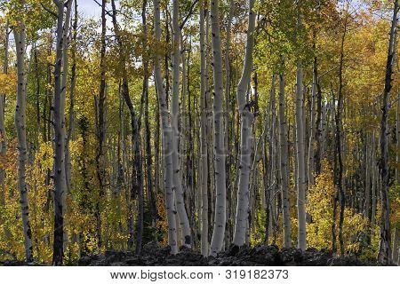 Duck Creek Utah Autumn Aspen Trees On A Lava Bed