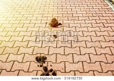 Horse Manure On Sidewalk Tiles . Close-up Horse Manure Background Texture Pattern