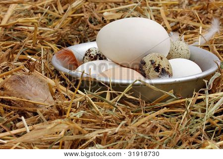Oeufs frais dans le bol de vieux